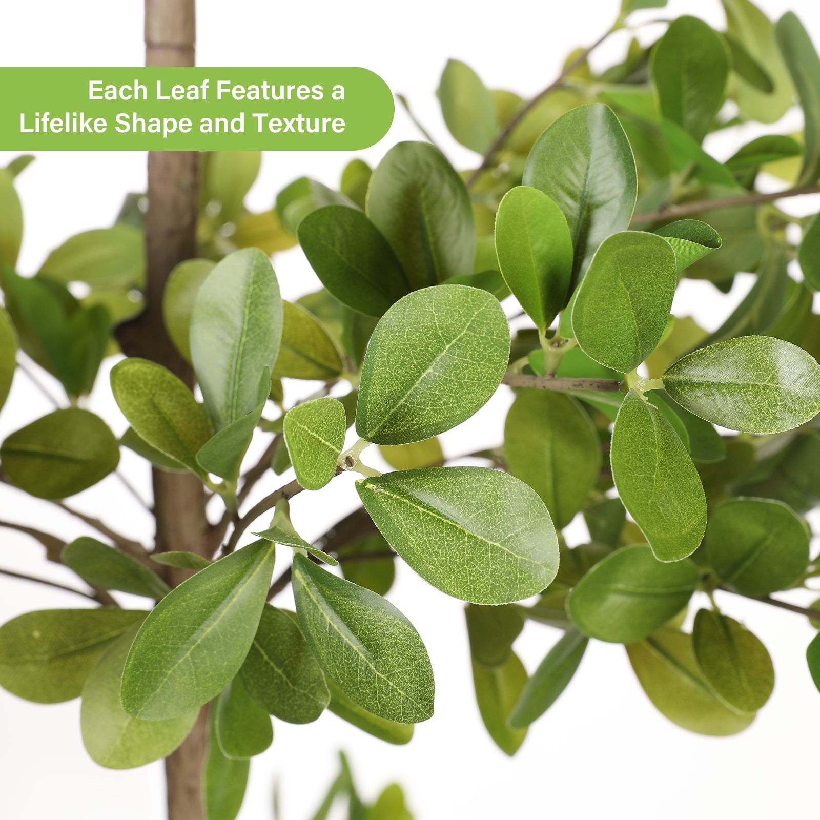 8' Black Olive Silk Tree