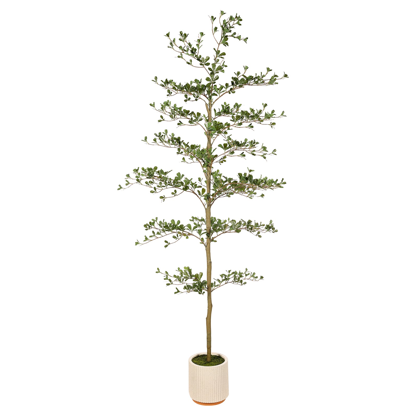 7' Shady Lady Tree with Pot – FEELEAD