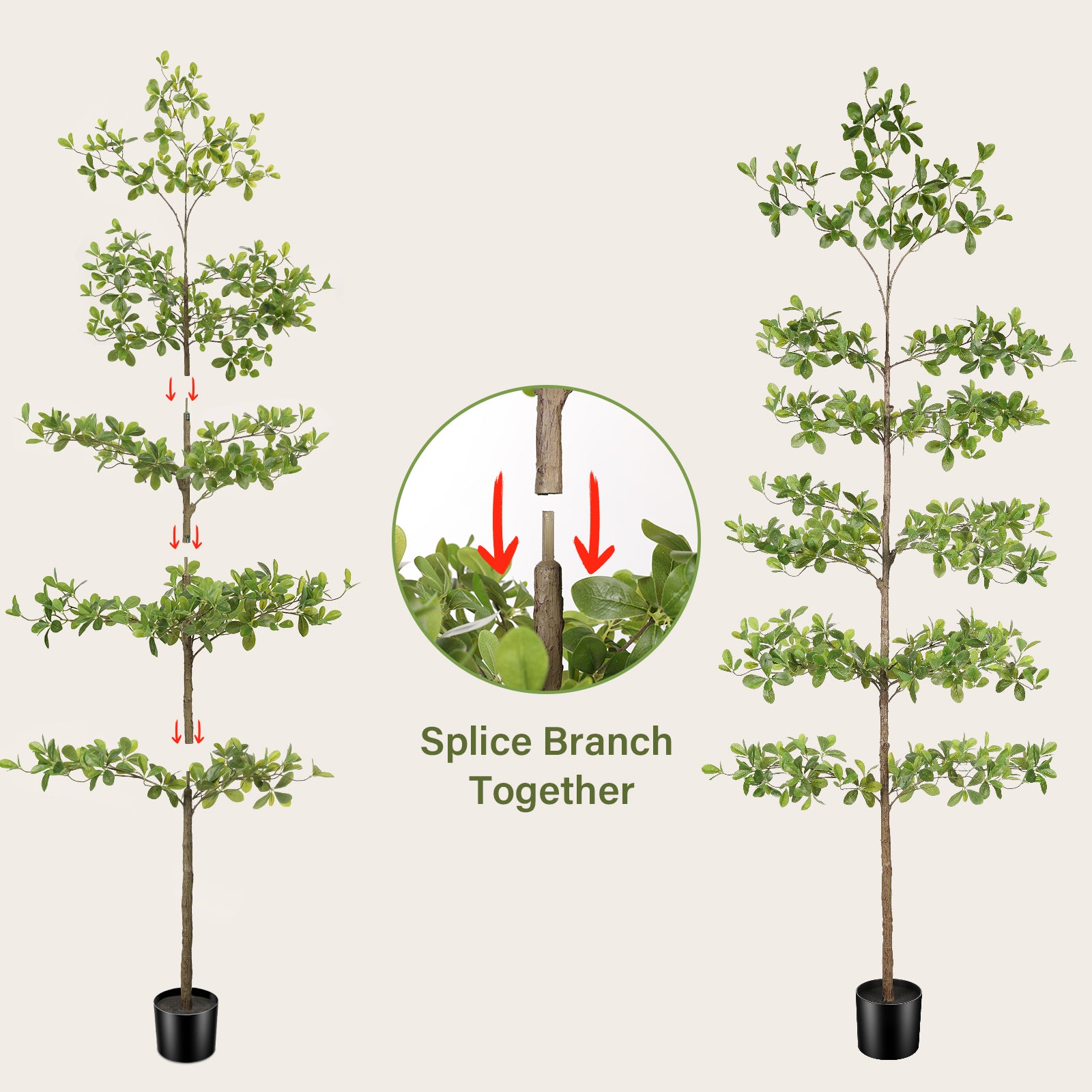 8' Black Olive Silk Tree