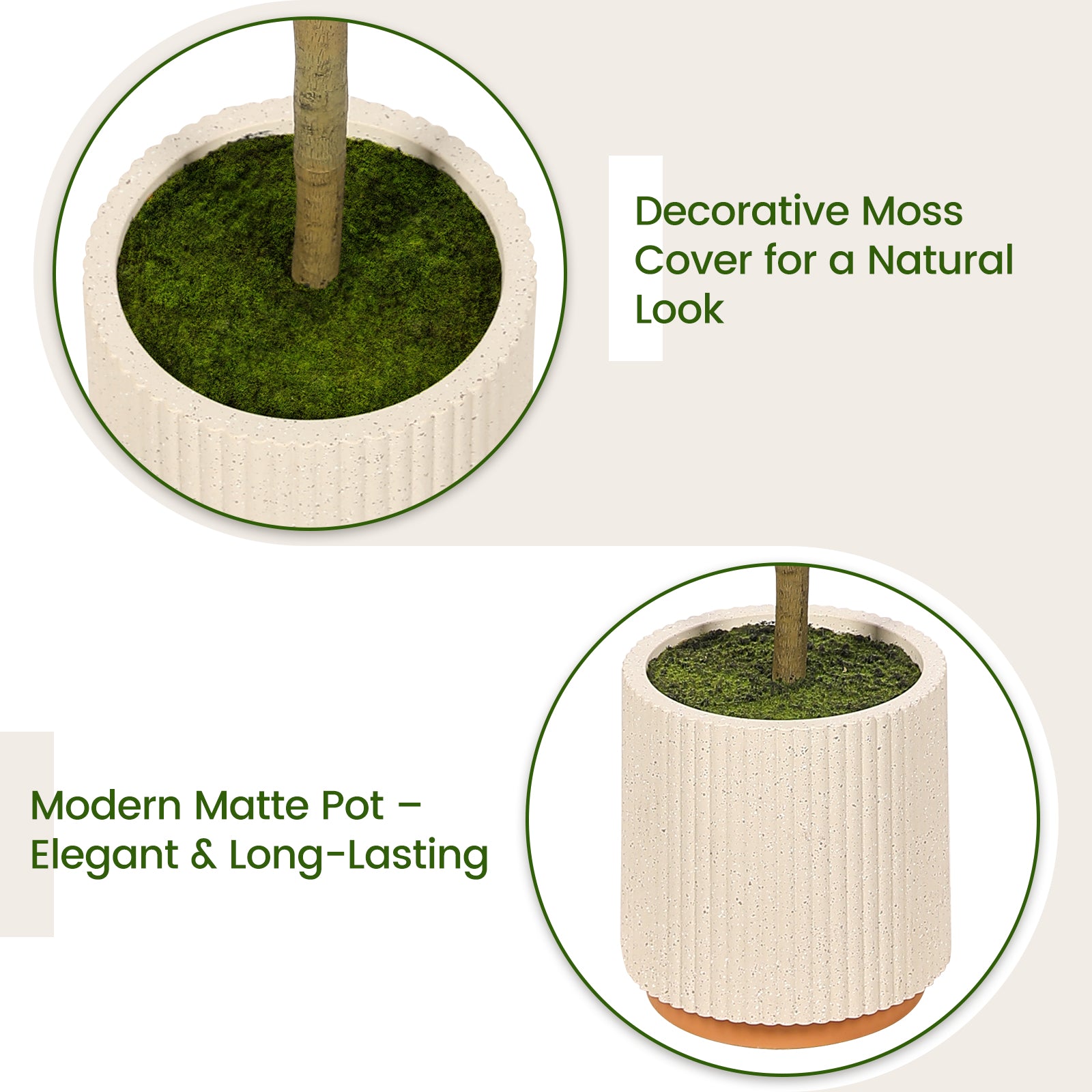 7' Shady Lady Tree with Pot