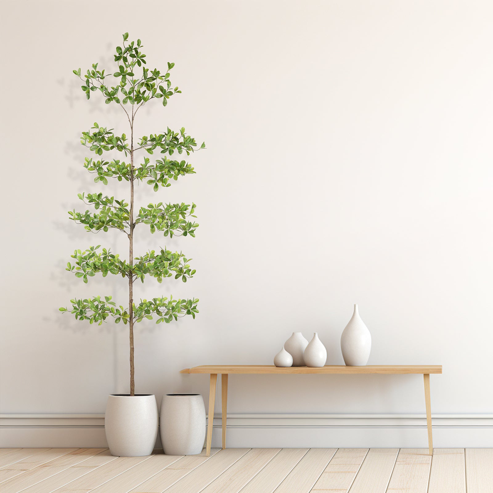 8' Black Olive Silk Tree