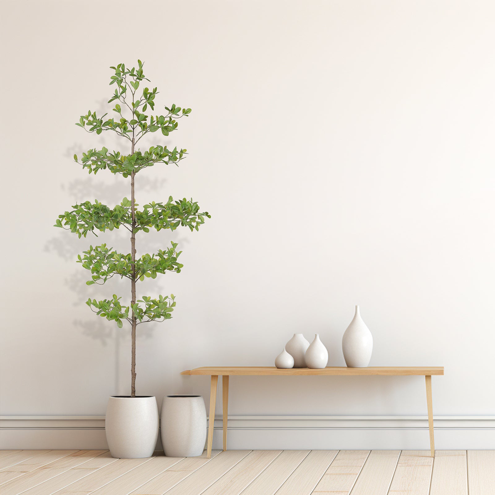 6' Black Olive Silk Tree