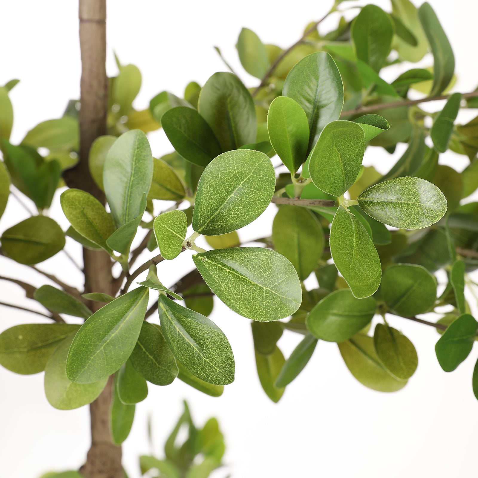 6' Black Olive Silk Tree