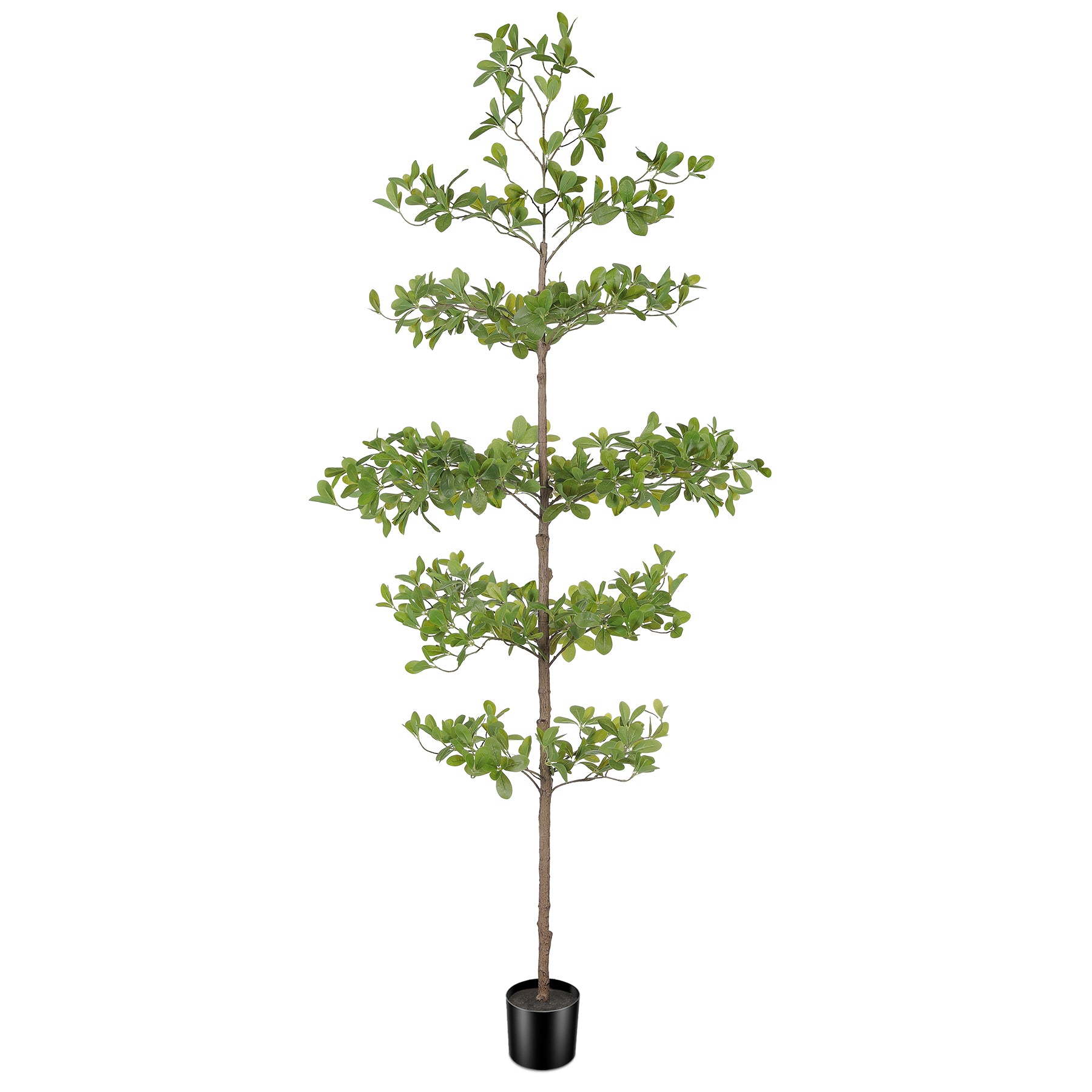 6' Black Olive Silk Tree
