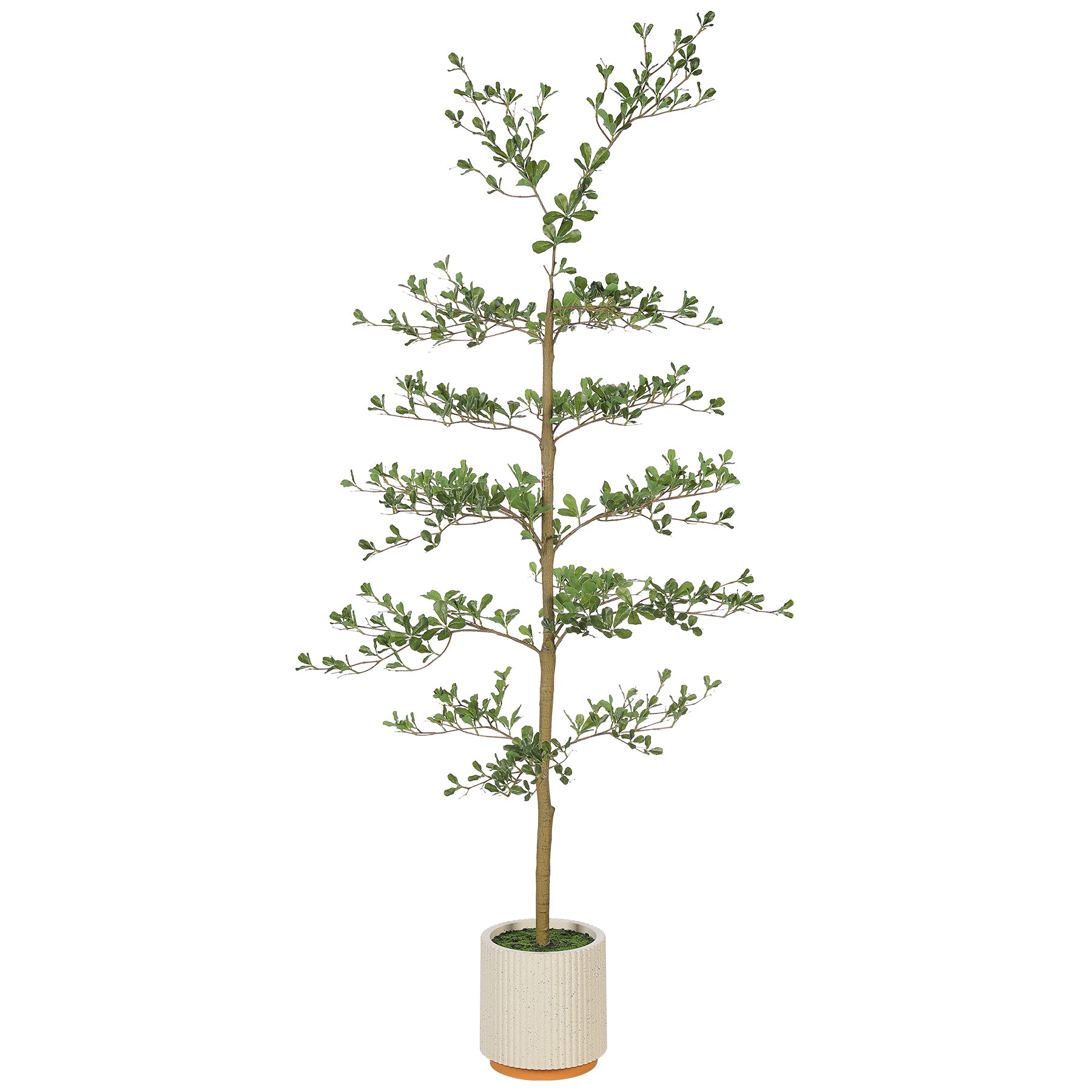 6' Shady Lady Tree with Pot