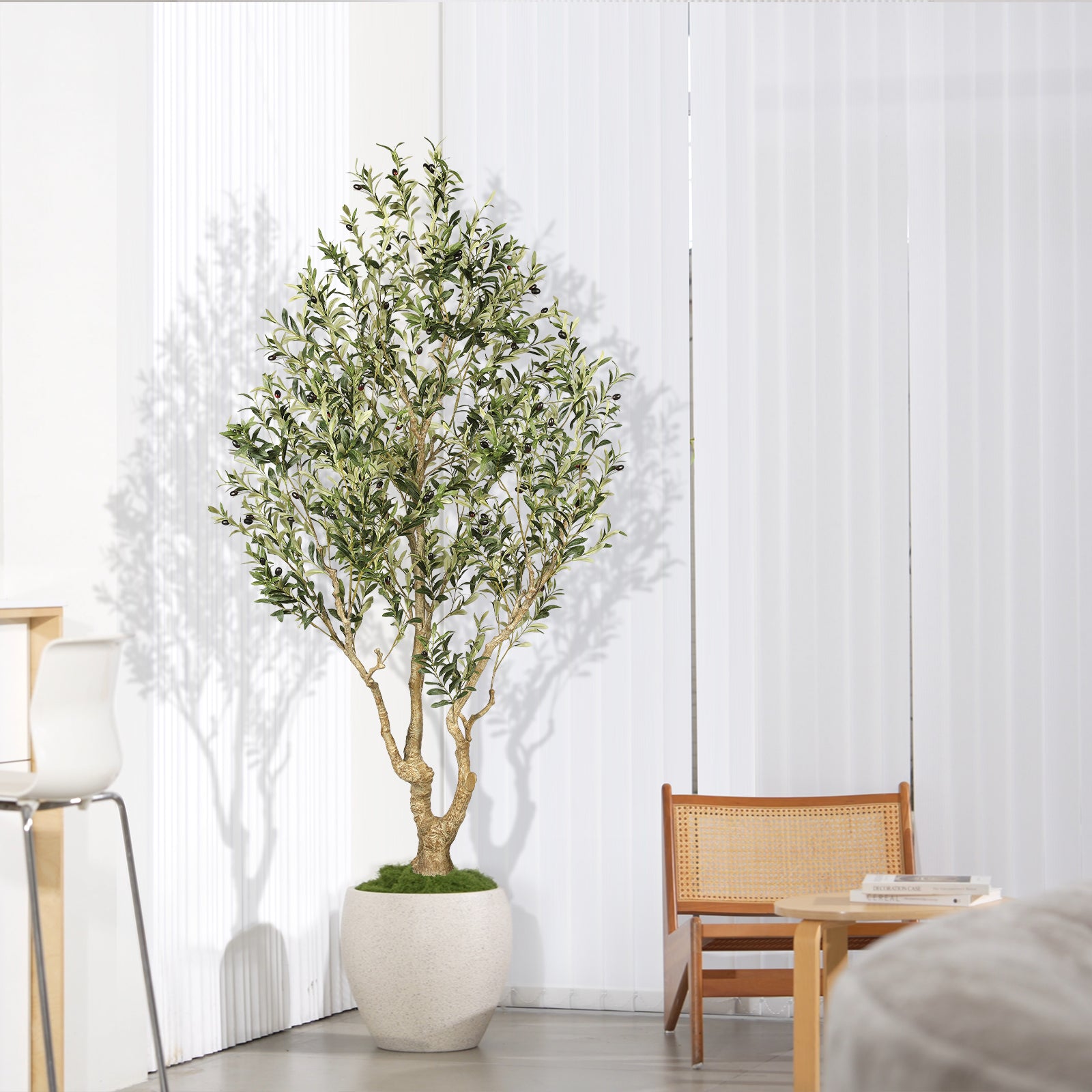 7’ Large Olive Tree with Trunk