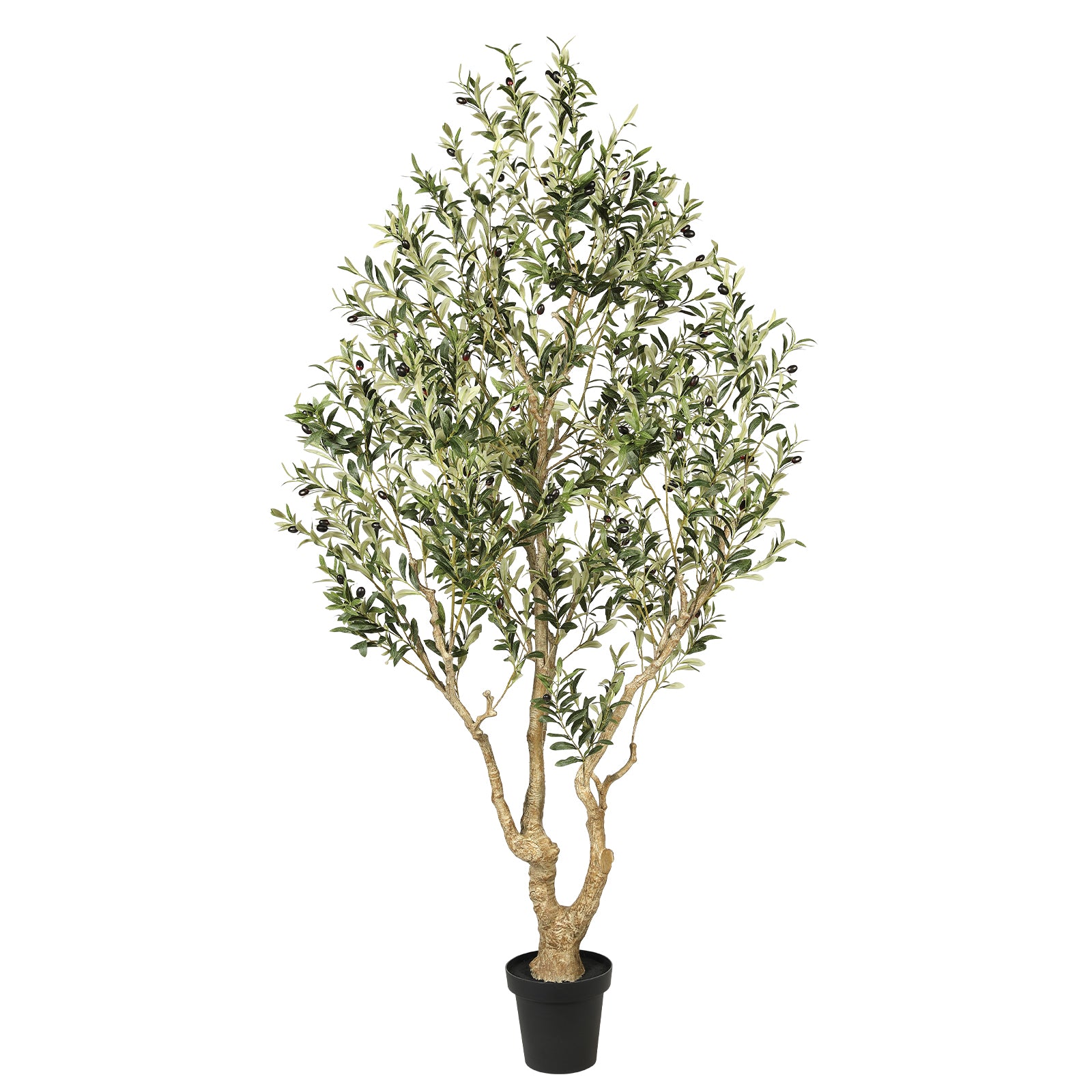 7’ Large Olive Tree with Trunk