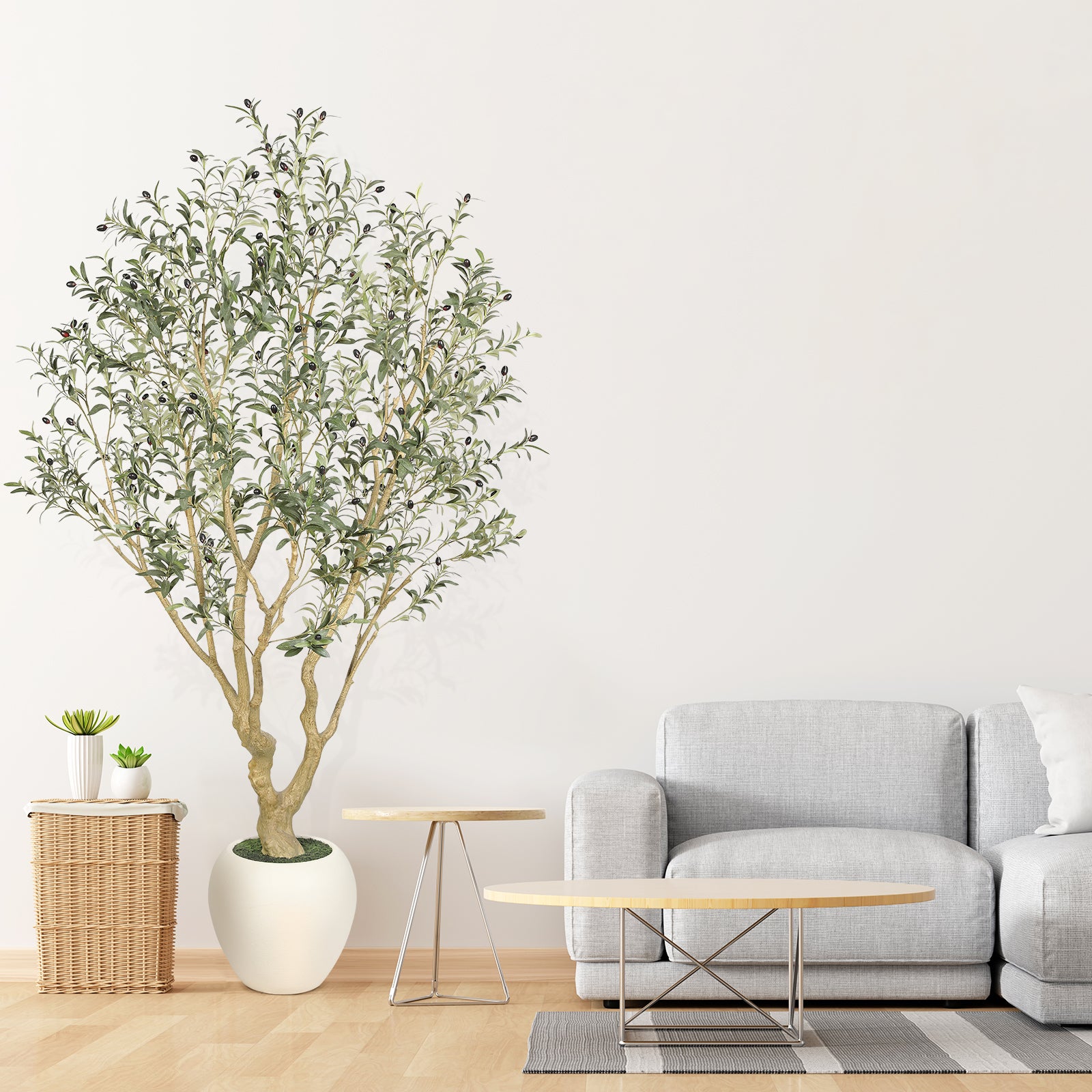7' Large Olive Trees with Exquisite Pots