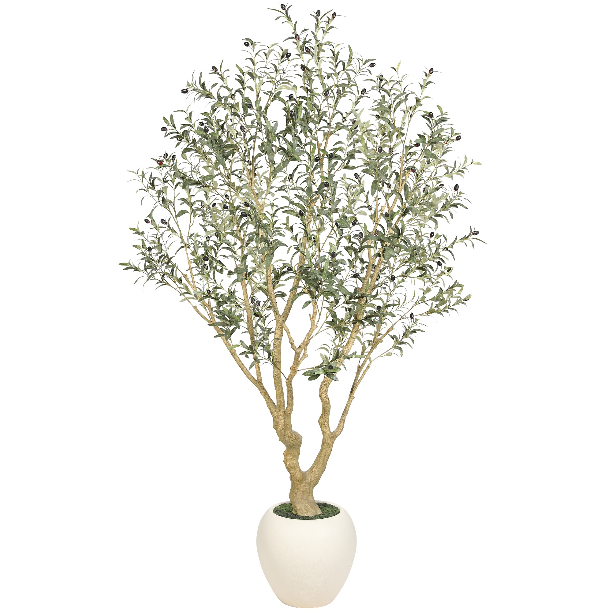 7' Large Olive Trees with Exquisite Pots