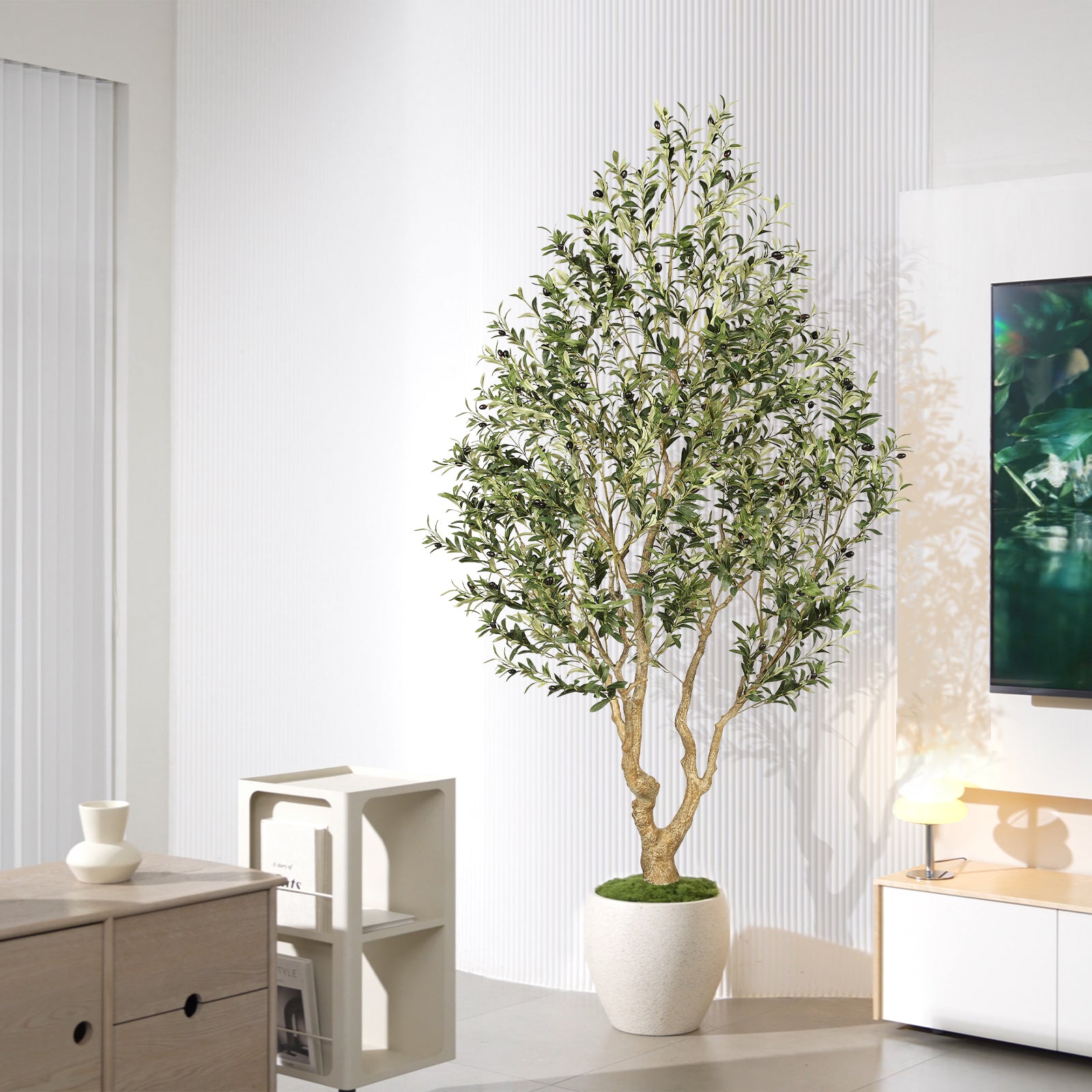 8’ Large Olive Tree with Trunk