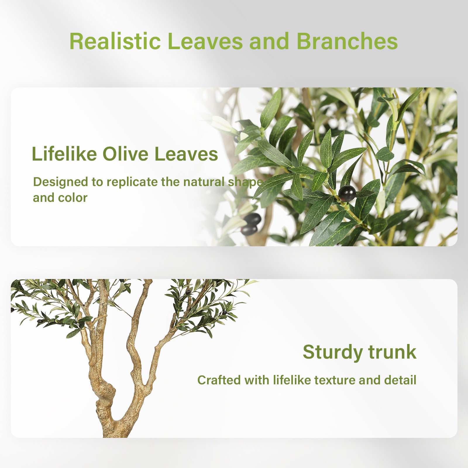 8’ Large Olive Tree with Trunk