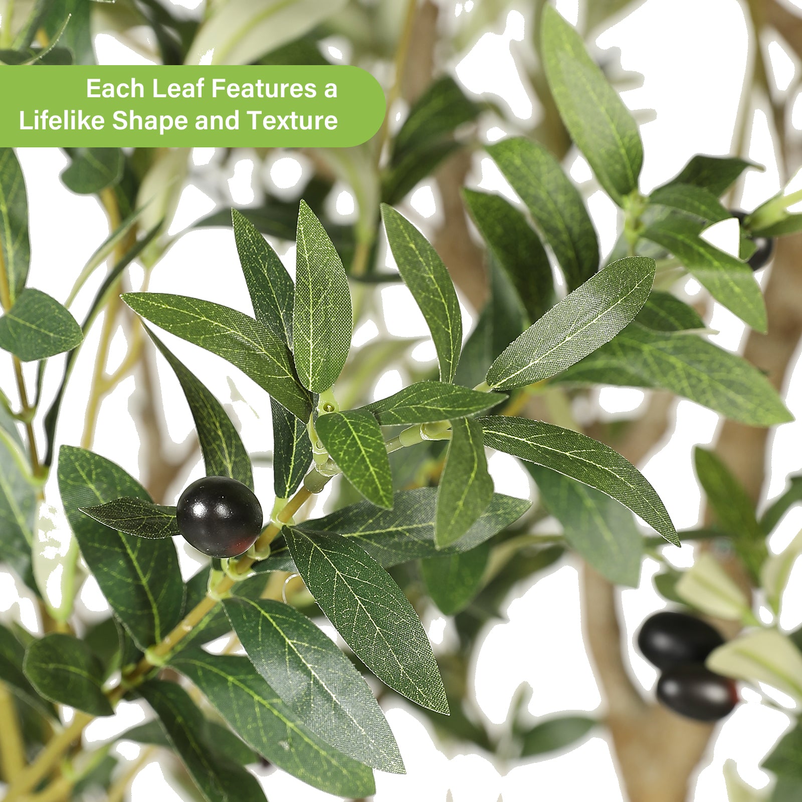 8’ Large Olive Tree with Trunk