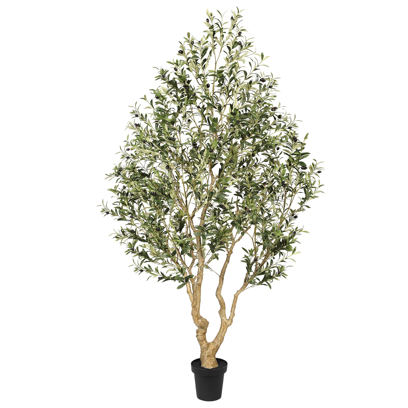 8’ Large Olive Tree with Trunk