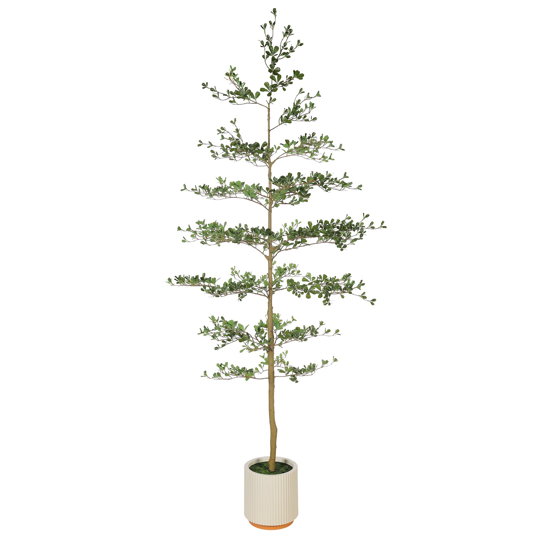 8' Shady Lady Tree with Pot