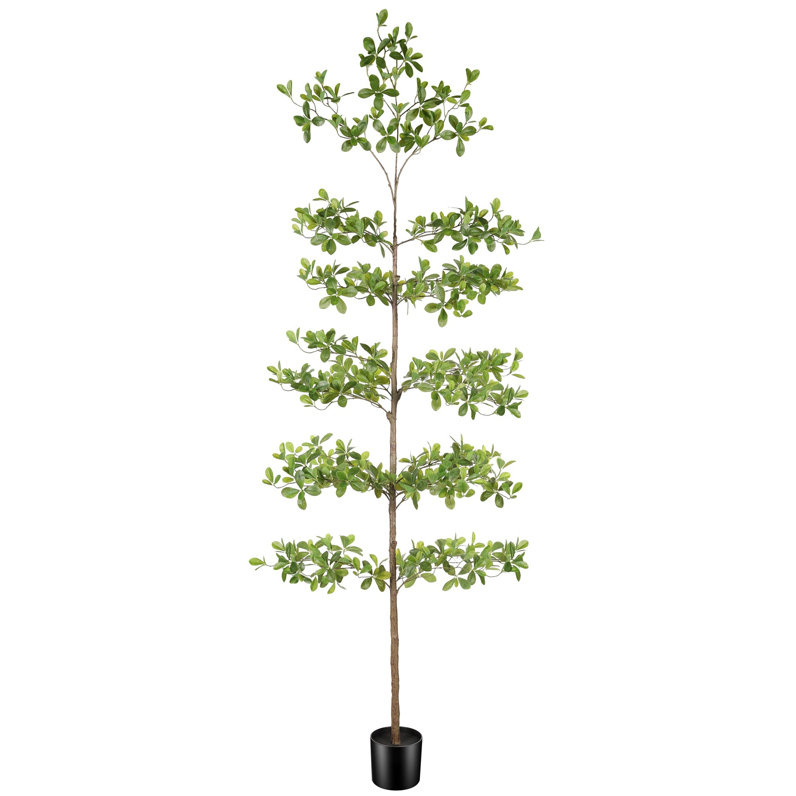 8' Black Olive Silk Tree